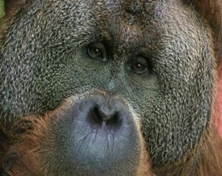 Gran orangutan